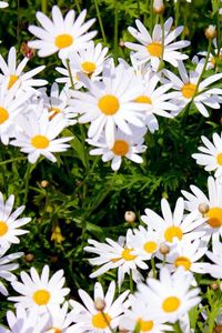 Preview wallpaper daisies, meadow, summer, sunny, positive