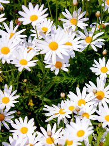 Preview wallpaper daisies, meadow, summer, sunny, positive