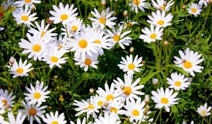 Preview wallpaper daisies, meadow, summer, sunny, positive