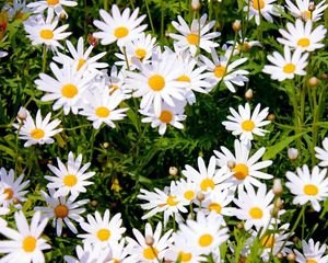 Preview wallpaper daisies, meadow, summer, sunny, positive