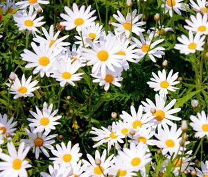Preview wallpaper daisies, meadow, summer, sunny, positive