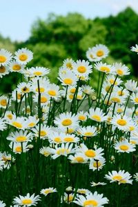 Preview wallpaper daisies, meadow, trees, summer