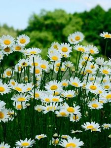 Preview wallpaper daisies, meadow, trees, summer