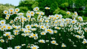 Preview wallpaper daisies, meadow, trees, summer