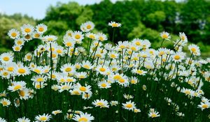 Preview wallpaper daisies, meadow, trees, summer