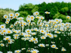 Preview wallpaper daisies, meadow, trees, summer
