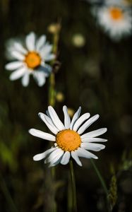 Preview wallpaper daisies, petals, blur, flowers, plants