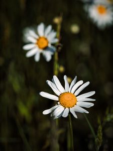 Preview wallpaper daisies, petals, blur, flowers, plants