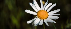 Preview wallpaper daisies, petals, blur, flowers, plants