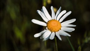 Preview wallpaper daisies, petals, blur, flowers, plants