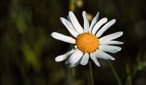 Preview wallpaper daisies, petals, blur, flowers, plants