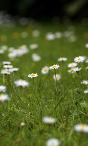 Preview wallpaper daisies, petals, blur, flowers