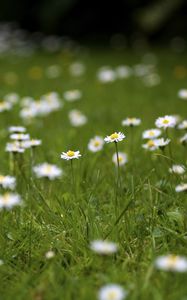 Preview wallpaper daisies, petals, blur, flowers