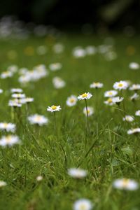 Preview wallpaper daisies, petals, blur, flowers