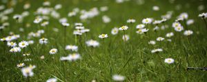 Preview wallpaper daisies, petals, blur, flowers