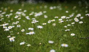 Preview wallpaper daisies, petals, blur, flowers