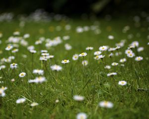 Preview wallpaper daisies, petals, blur, flowers