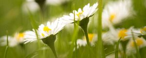 Preview wallpaper daisies, petals, blur, flowers, grass