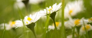 Preview wallpaper daisies, petals, blur, flowers, grass