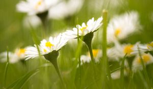 Preview wallpaper daisies, petals, blur, flowers, grass