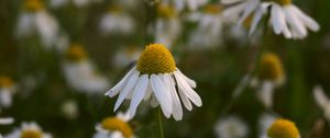 Preview wallpaper daisies, petals blur, flowers