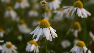 Preview wallpaper daisies, petals blur, flowers