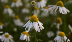 Preview wallpaper daisies, petals blur, flowers