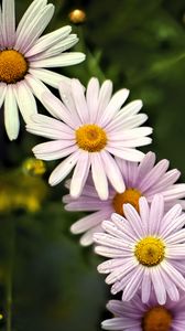 Preview wallpaper daisies, petals, flowers, drops, blur