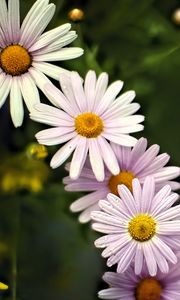 Preview wallpaper daisies, petals, flowers, drops, blur