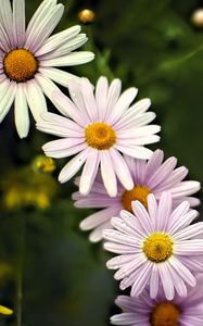 Preview wallpaper daisies, petals, flowers, drops, blur