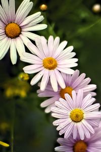 Preview wallpaper daisies, petals, flowers, drops, blur