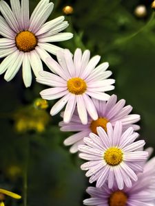 Preview wallpaper daisies, petals, flowers, drops, blur