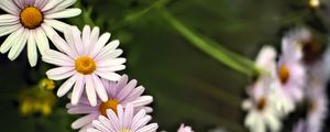 Preview wallpaper daisies, petals, flowers, drops, blur