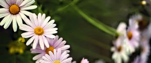 Preview wallpaper daisies, petals, flowers, drops, blur