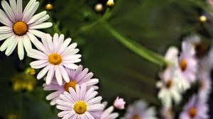 Preview wallpaper daisies, petals, flowers, drops, blur