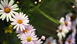 Preview wallpaper daisies, petals, flowers, drops, blur