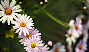 Preview wallpaper daisies, petals, flowers, drops, blur