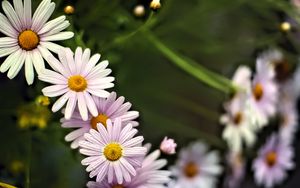 Preview wallpaper daisies, petals, flowers, drops, blur