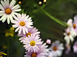 Preview wallpaper daisies, petals, flowers, drops, blur