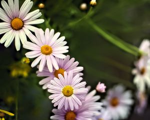 Preview wallpaper daisies, petals, flowers, drops, blur