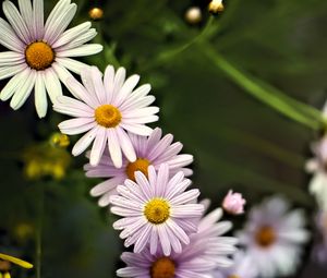 Preview wallpaper daisies, petals, flowers, drops, blur