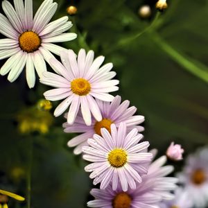 Preview wallpaper daisies, petals, flowers, drops, blur