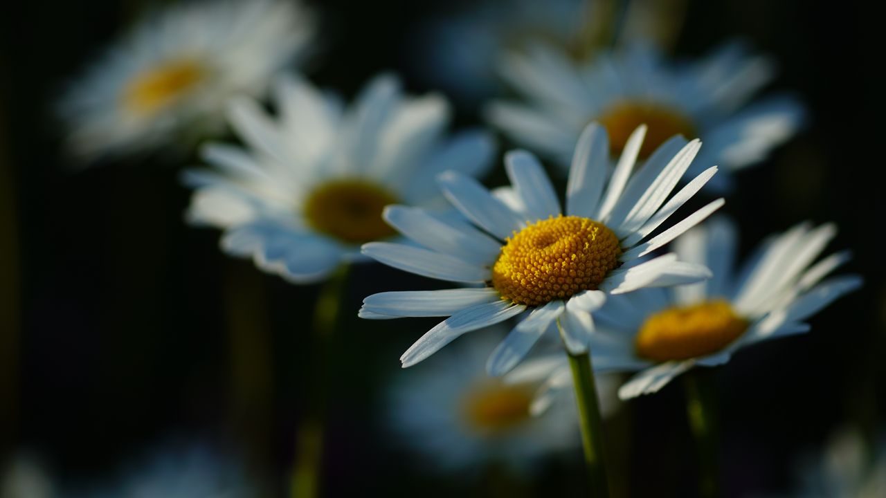 Wallpaper daisies, petals, flowers, stems, blur