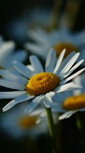 Preview wallpaper daisies, petals, flowers, stems, blur