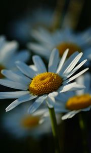 Preview wallpaper daisies, petals, flowers, stems, blur