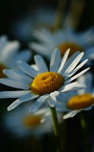 Preview wallpaper daisies, petals, flowers, stems, blur