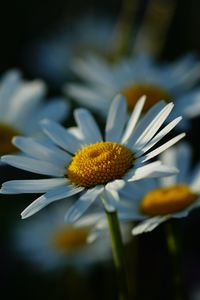 Preview wallpaper daisies, petals, flowers, stems, blur