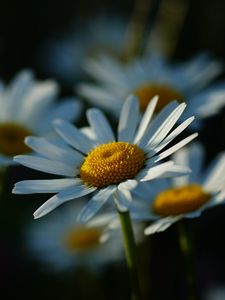 Preview wallpaper daisies, petals, flowers, stems, blur
