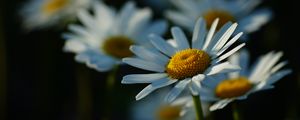 Preview wallpaper daisies, petals, flowers, stems, blur