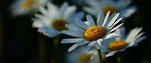 Preview wallpaper daisies, petals, flowers, stems, blur